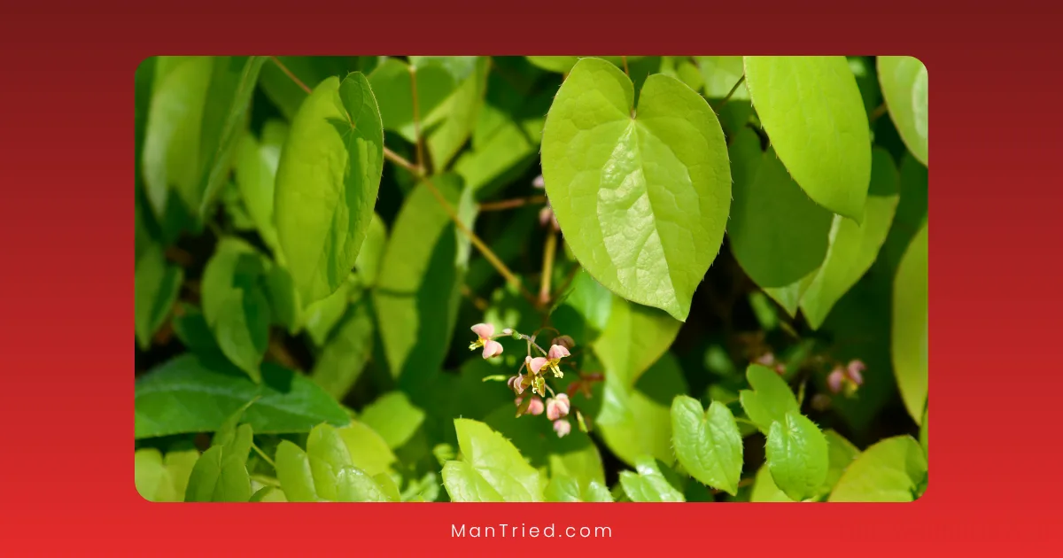 Close-up of green, heart-shaped horny goat weed leaves and small clusters of pinkish-white flower buds against a blurred leafy background. The image features a red gradient border.