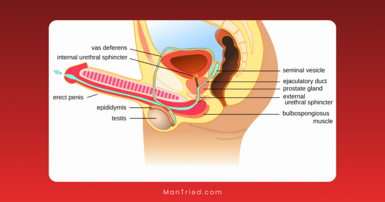 ejaculation process explained
