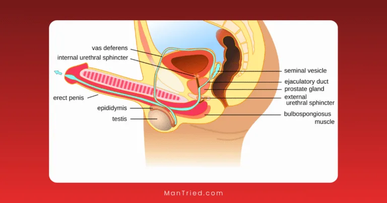 Diagram of the male reproductive system, showing labeled parts including the erect penis, testis, epididymis, vas deferens, prostate gland, seminal vesicle, urethral sphincters, and structures involved in ejaculation.