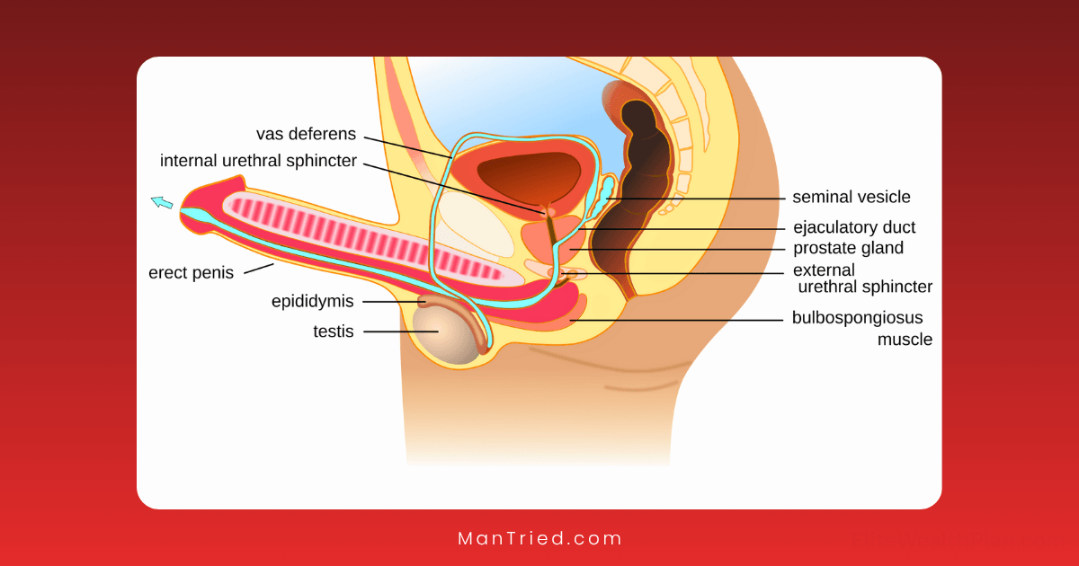 ejaculation process explained