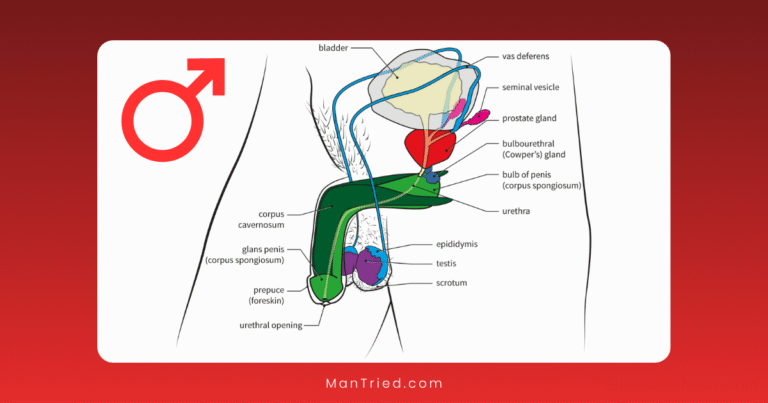 male sexual anatomy