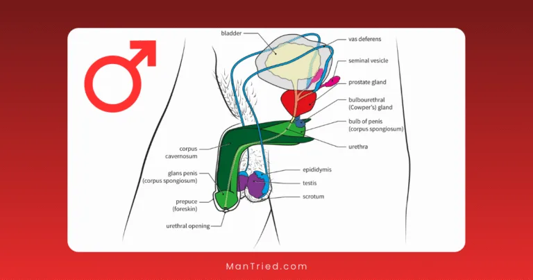 Diagram of male sexual anatomy with labeled parts, including bladder, vas deferens, seminal vesicle, prostate gland, penis, testis, scrotum, and urethra. A male symbol appears in the top left corner.