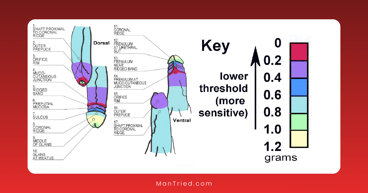 penile sensitivity zones